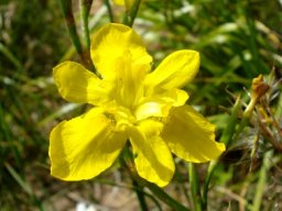 Moraea ramosissima wavy tepals